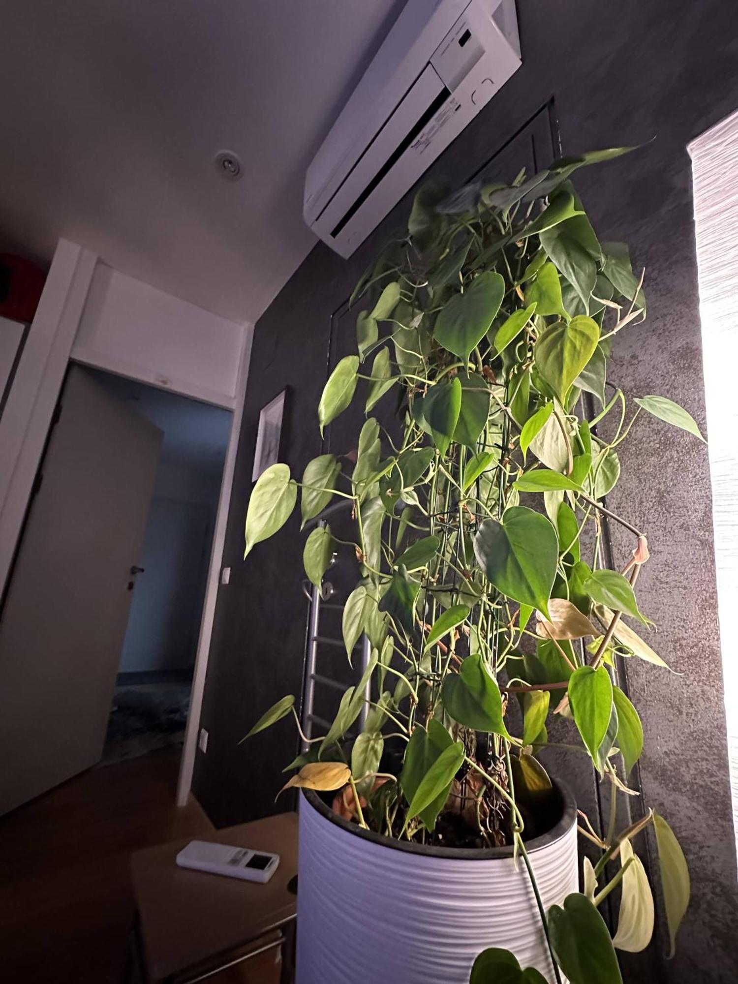 Appartement City-penthouse Mit 4 Terassen Und Whirlpool *